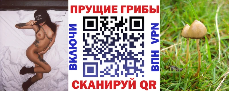 продажа наркотиков  Советск  Псилоцибиновые грибы Psilocybe 